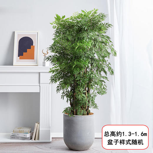 羽叶福禄桐盆栽-1盆客厅办公室大型植物乔迁开业生日升职茂盛大气好养净化空气去甲醛绿植 商品图3