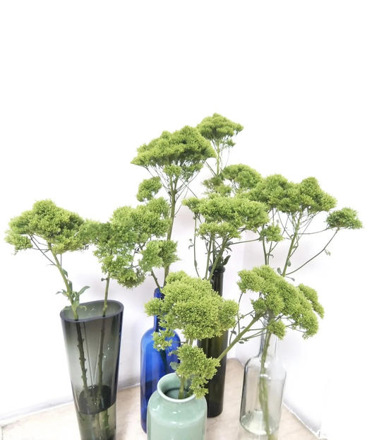 【夕雾森林】夕雾草  多色可选  扎 商品图0