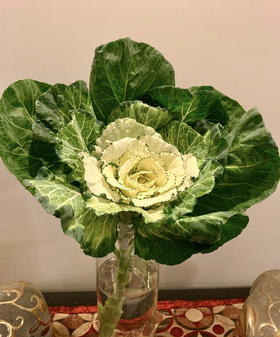 叶牡丹——白   单枝