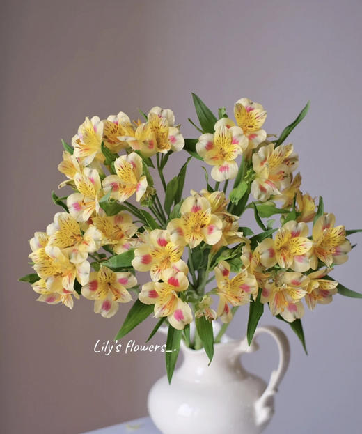 【进口六出花】橙色 5枝 商品图1