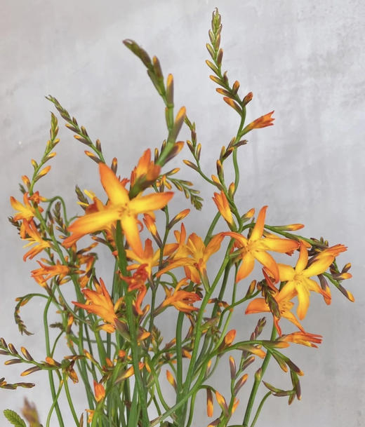 【热烈的情感】火焰兰 约10支/扎 商品图8