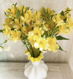 海盛六出花-黄色  10枝