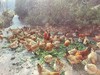 【周五发货】大川散养两年左右土母鸡（净重3.0～3.2斤左右） 商品缩略图5