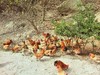 【周五发货】大川散养两年左右土母鸡（净重3.0～3.2斤左右） 商品缩略图3