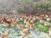 【周五发货】大川散养两年左右土母鸡（净重3.0～3.2斤左右） 商品缩略图4