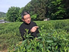  茶话404 | 19 从龙井43开始，聊聊浙江的茶树品种有多强 