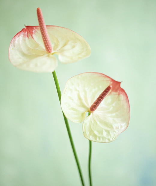 【绿光彩掌】科赛克 商品图3