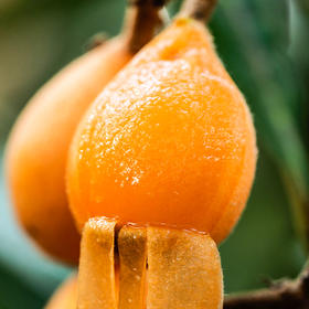 蒙自 · 甜枇杷 ·鲜甜美味 · 水润多汁 · 果味浓郁