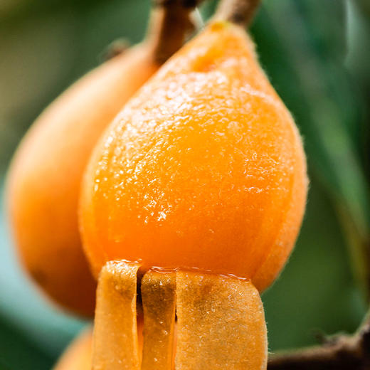 蒙自 · 甜枇杷 ·鲜甜美味 · 水润多汁 · 果味浓郁 商品图0