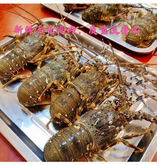 龙虾鲜活大龙虾青龙虾鲜活奥龙大龙虾鲜活大青龙虾澳龙小青龙鲜活  250g-300g/个 商品图1