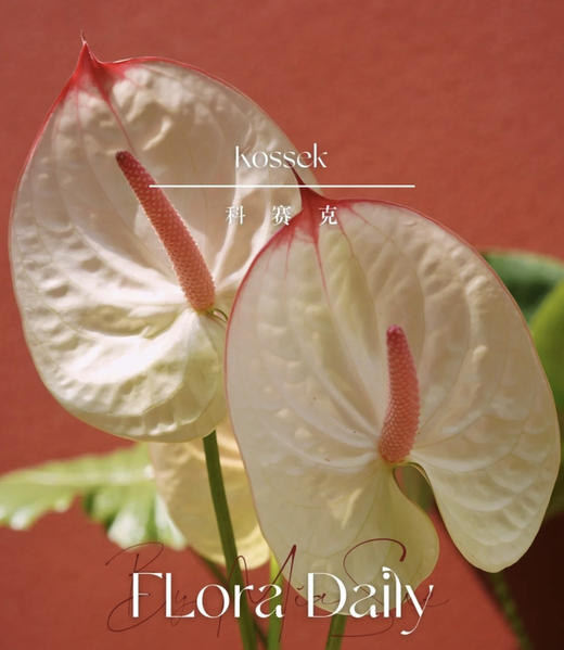 【绿光彩掌】科赛克 商品图2