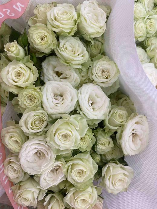 【市场多头】繁星 多头/浅绿色  9-10枝/扎 商品图6