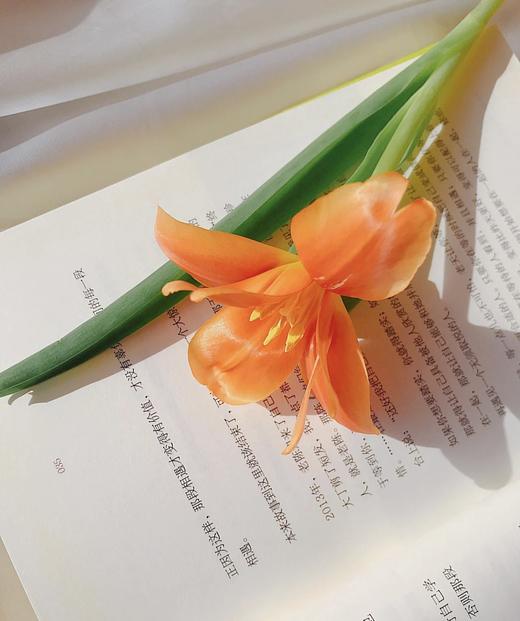 【国产郁金香】  橙色  10枝/扎 商品图1