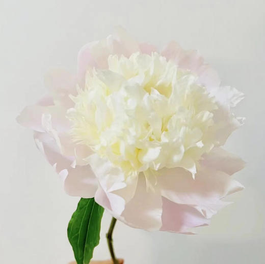 芍药.白色凤羽落金池 商品图0