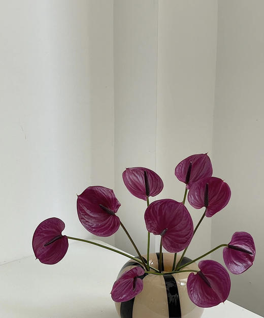 【绿光彩掌】马拉维利亚  圆型深紫掌 商品图0