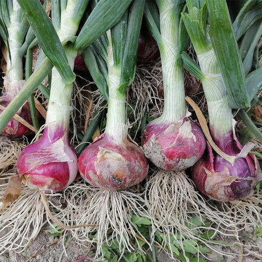 有机紫洋葱 5斤（云南） 商品图9