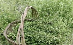 资产/野生地菜花（荠菜花）