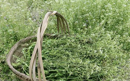 资产/野生地菜花（荠菜花） 商品图0