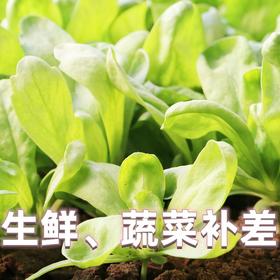 生鲜、蔬菜补差价   与客服沟通后拍下  1份