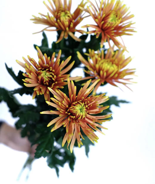 安娜菊-拉红 10支/扎 商品图3