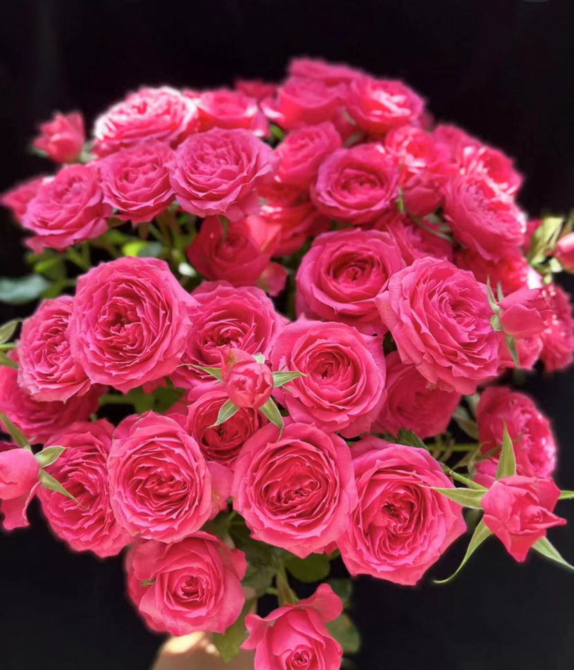 【市场多头】苏菲宝贝  10枝/扎  50公分