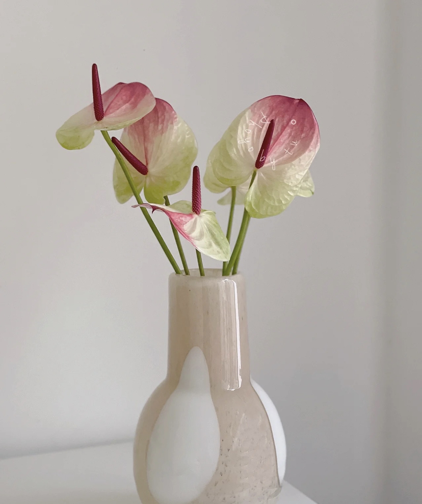 【绿光彩掌】蟠桃/赛菲拉  红间绿掌