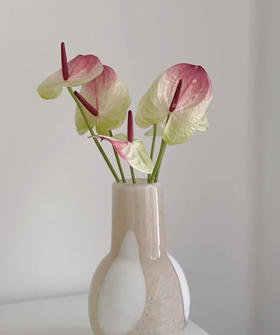 【绿光彩掌】蟠桃/赛菲拉  红间绿掌