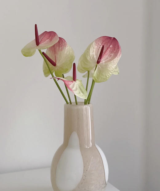 【绿光彩掌】蟠桃/赛菲拉  红间绿掌 商品图0