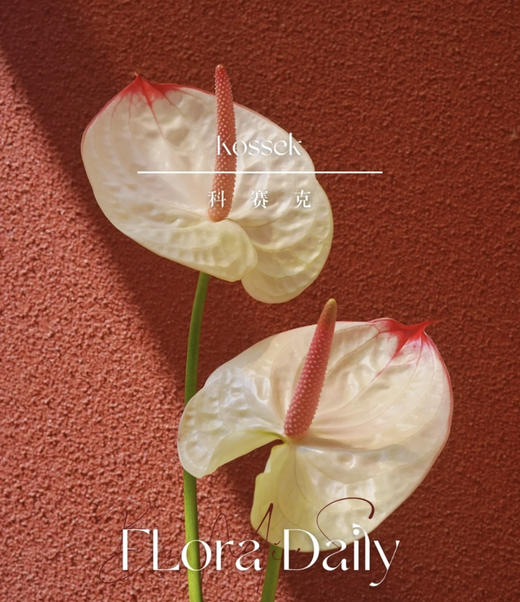 【绿光彩掌】科赛克 商品图4