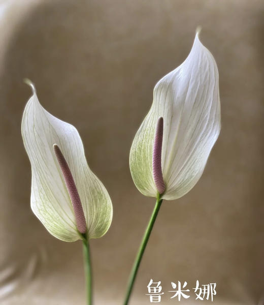 【绿光彩掌】鲁米娜 绿白掌 商品图4