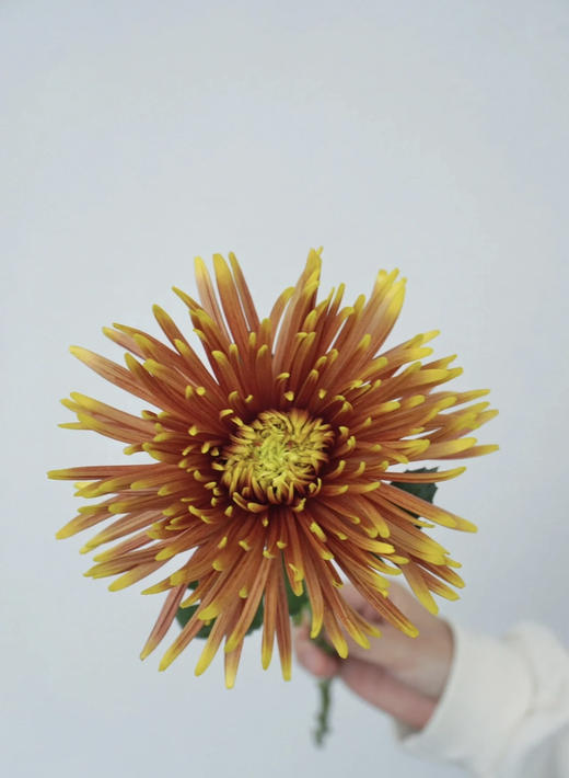 安娜菊-拉红 10支/扎 商品图5