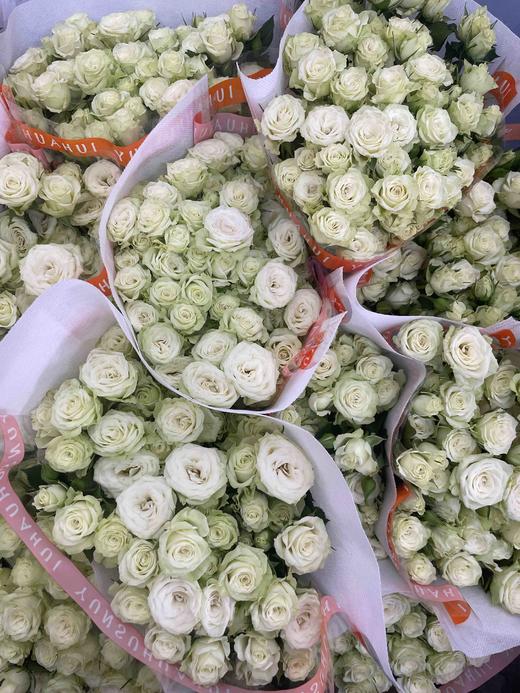 【市场多头】繁星 多头/浅绿色  9-10枝/扎 商品图8