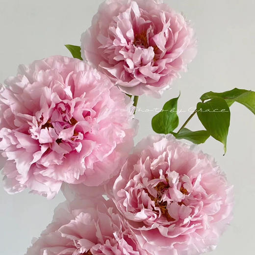 芍药.雪映桃花 商品图1