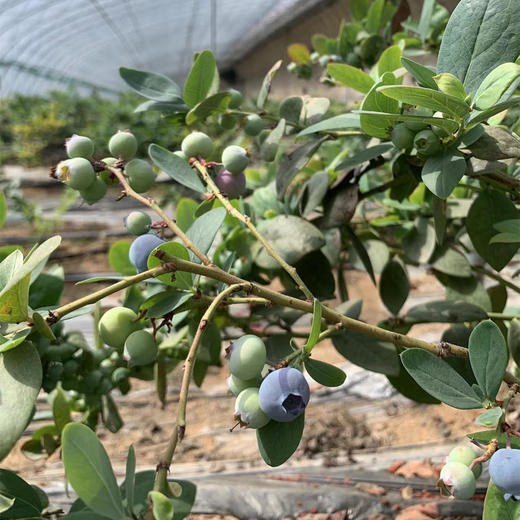 丨有机丨泊里蓝莓 基地现摘发货  蓝莓老爹16年的坚持 商品图4