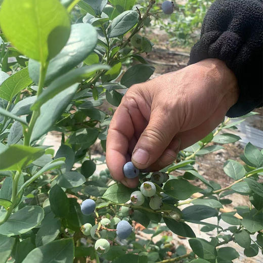 丨有机丨泊里蓝莓 基地现摘发货  蓝莓老爹16年的坚持 商品图6