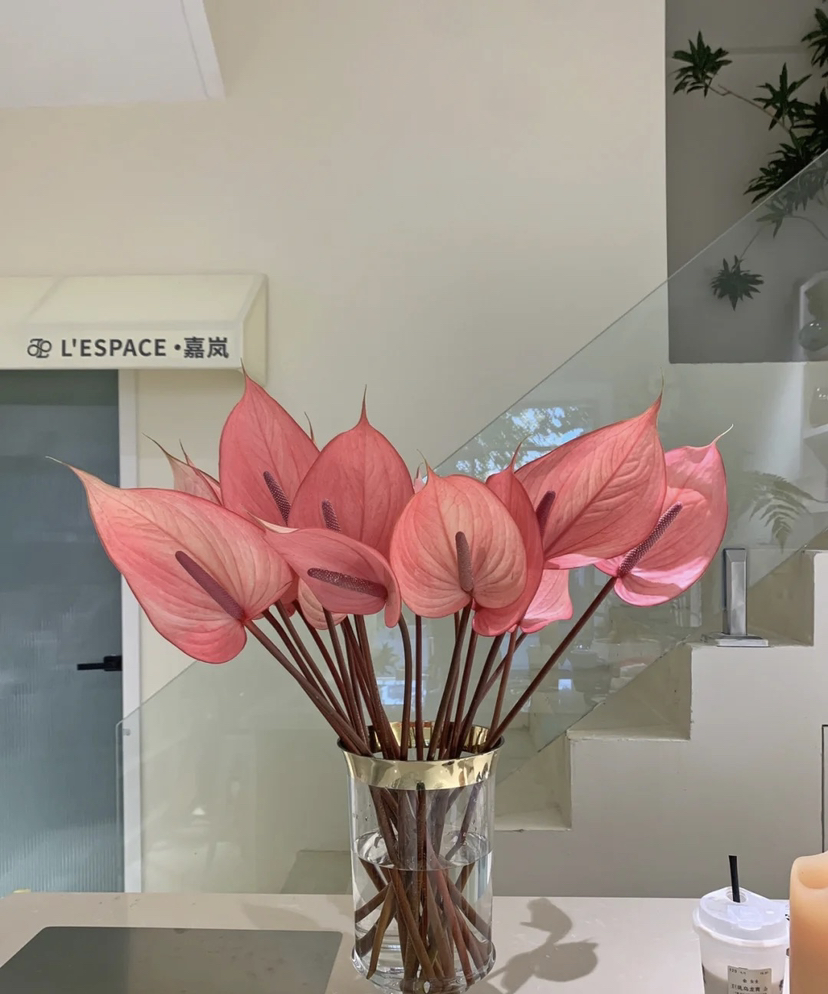 【绿光彩掌】萨维尔 深粉色掌