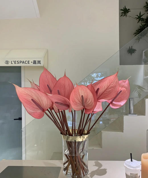 【绿光彩掌】萨维尔 深粉色掌 商品图0