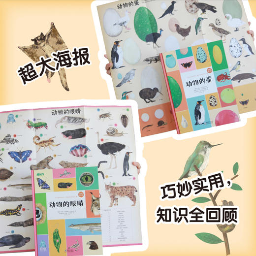 “有啥不一样”系列 动物的蛋 动物的羽毛 动物的眼睛 商品图2