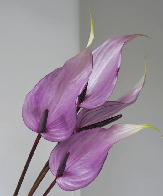 【绿光彩掌】普利维亚 浅紫掌 商品图1