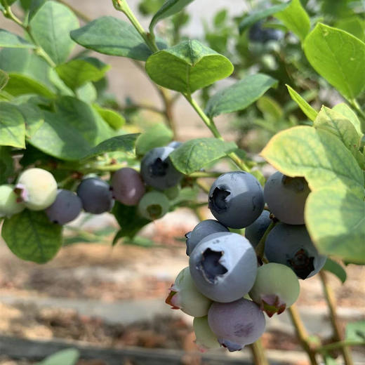 丨有机丨泊里蓝莓 基地现摘发货  蓝莓老爹16年的坚持 商品图5