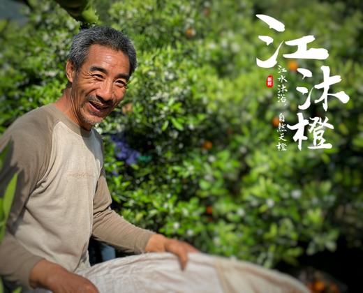 江沐橙—伦晚 肉质细嫩、汁水充沛、香甜可口，自带淡淡的樱花橙香 商品图3