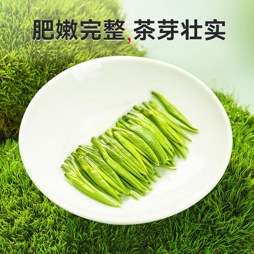 茶叶| 金坛雀舌茶叶 礼盒装  250g/盒 500g/盒 商品图4