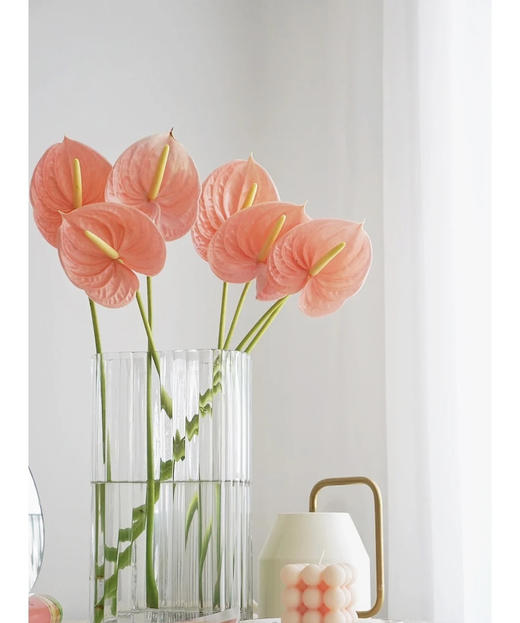 【绿光彩掌】山特 深粉 单枝 商品图0