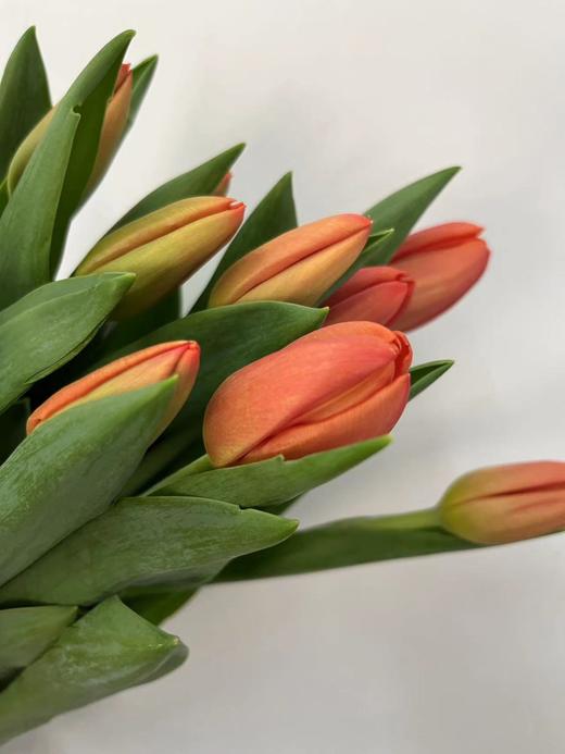 【国产郁金香】  橙色  10枝/扎 商品图3