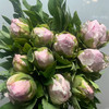 芍药.雪映桃花 商品缩略图0