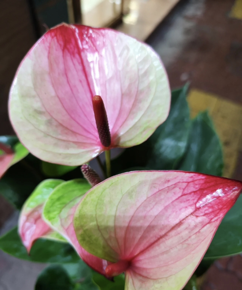 【绿光彩掌】神秘