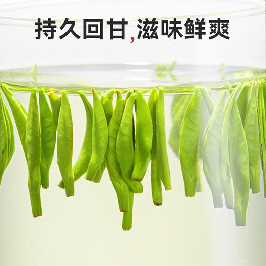 茶叶| 金坛雀舌茶叶 礼盒装  250g/盒 500g/盒 商品图2