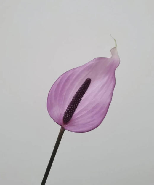 【绿光彩掌】普利维亚 浅紫掌 商品图2