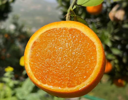 江沐橙—伦晚 肉质细嫩、汁水充沛、香甜可口，自带淡淡的樱花橙香 商品图2