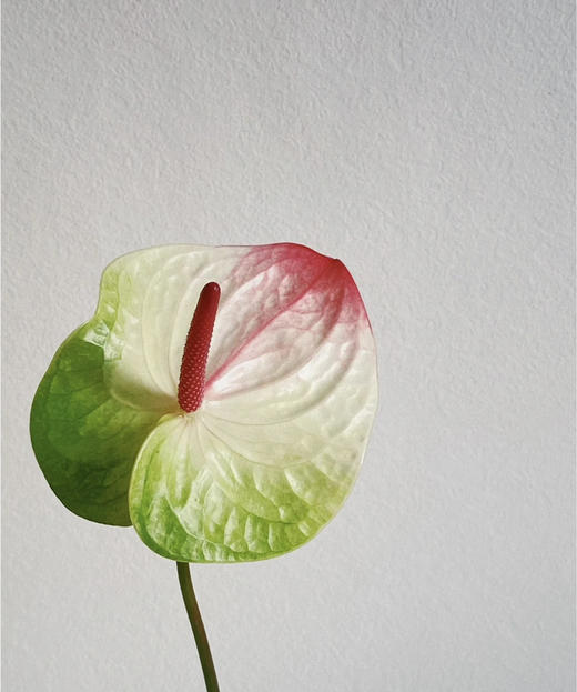 【绿光彩掌】蟠桃/赛菲拉  红间绿掌 商品图1